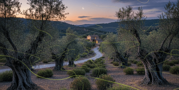 Olivares y luciérnagas
